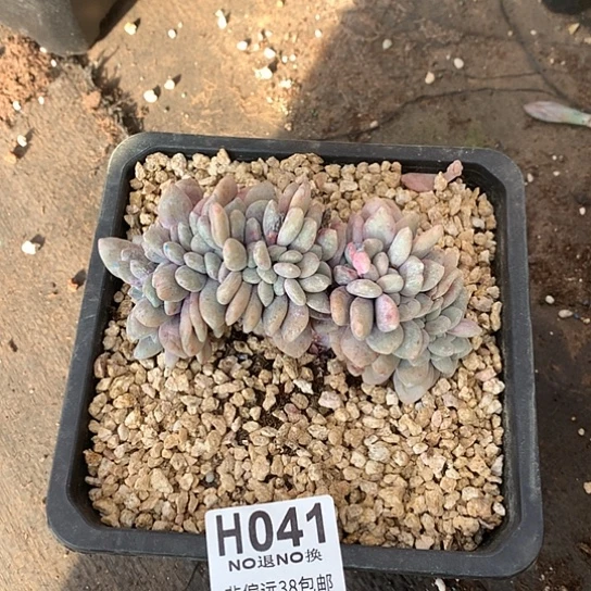 粉兔缀化041 亏本处理7-8天发货