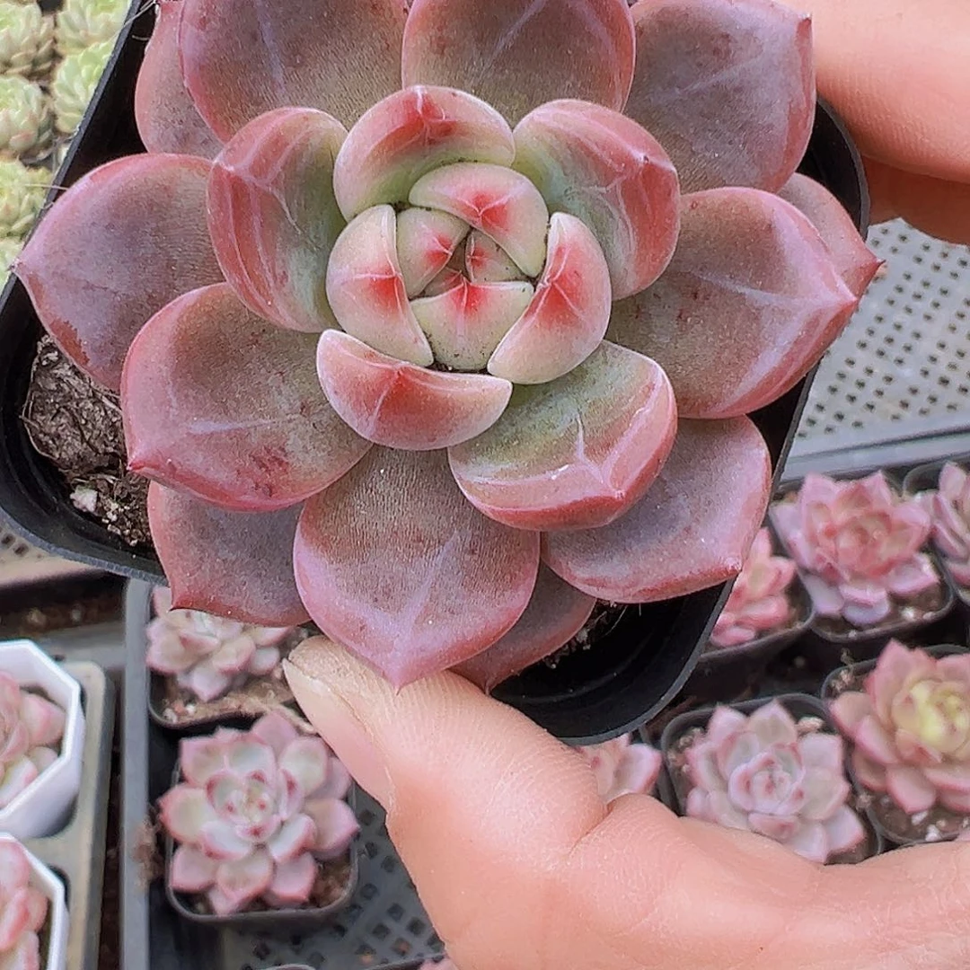 夜魔侠19包邮多肉植物