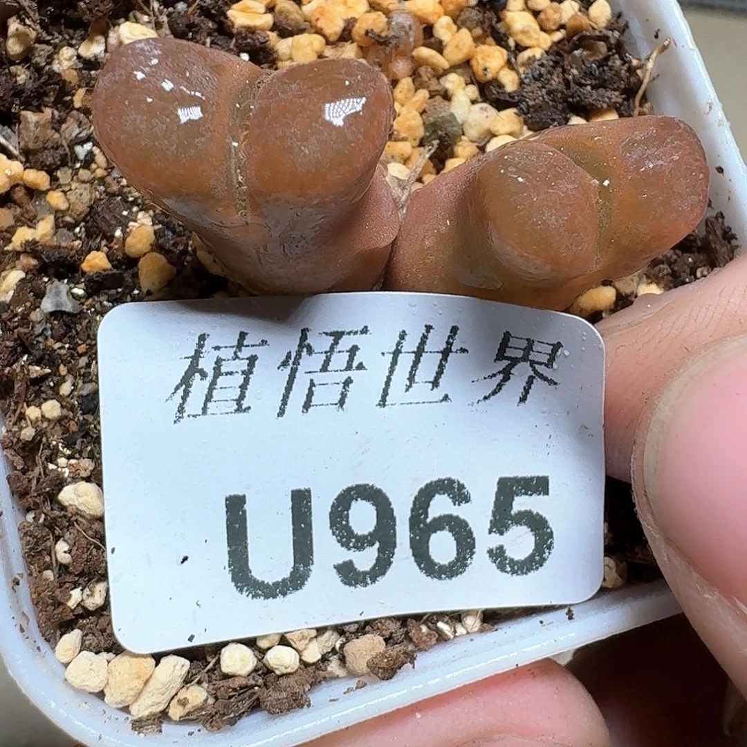 965号多的植物哇fv