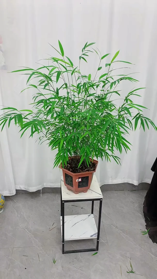 内门竹盆栽室内桌面观赏绿植四季常青好养易活净化空气