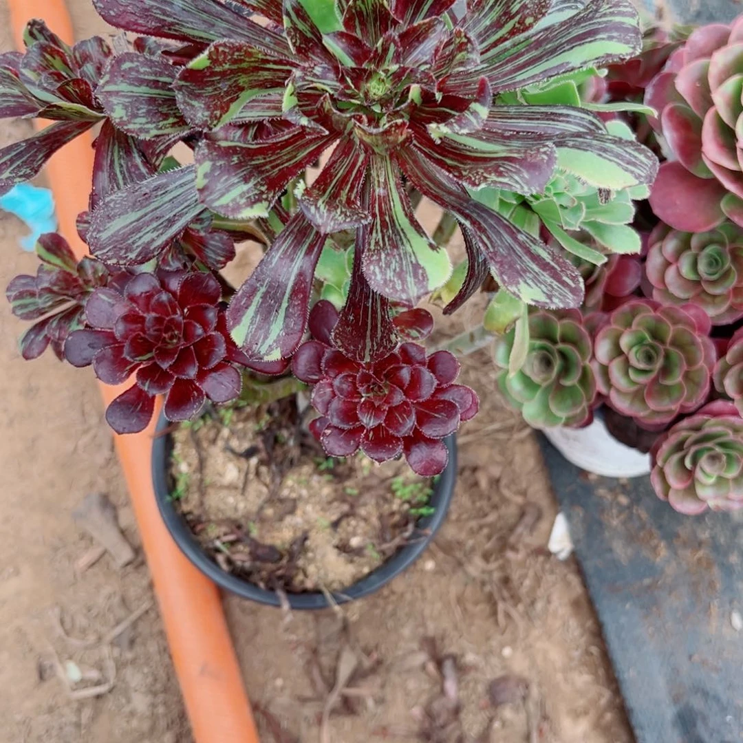 363水墨丹青多肉植物法师