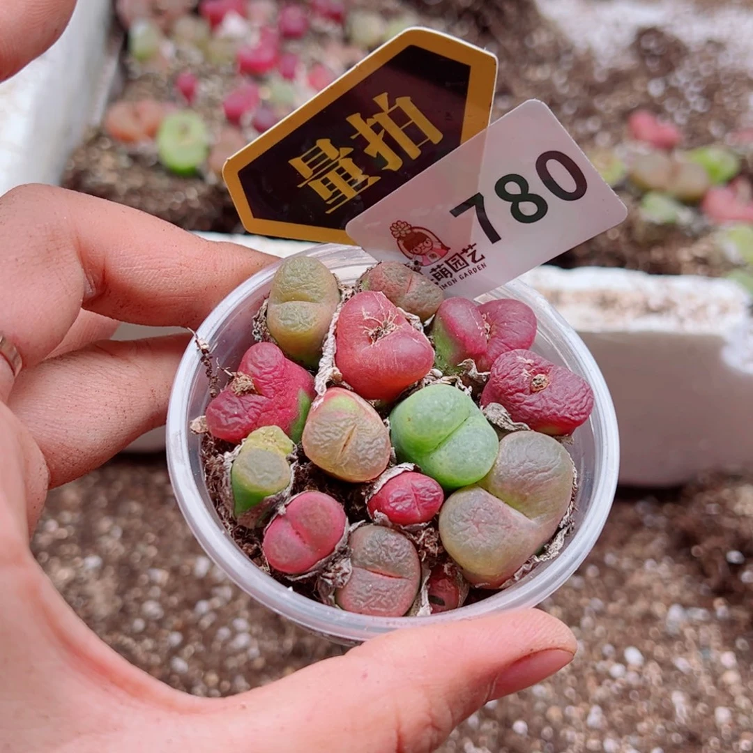 多肉植物多肉植物