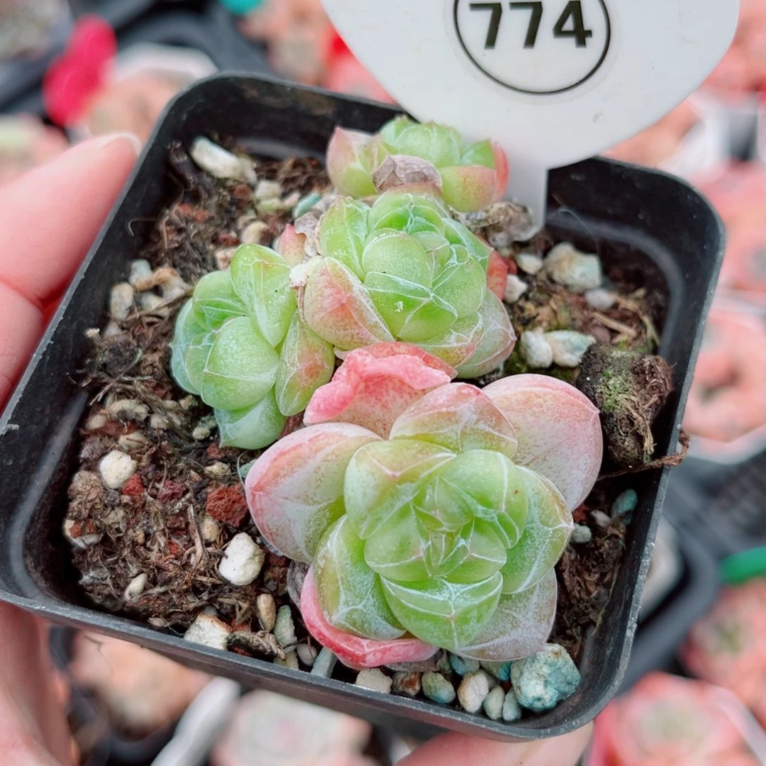 曦***月774号小老桩新品珍妮群
