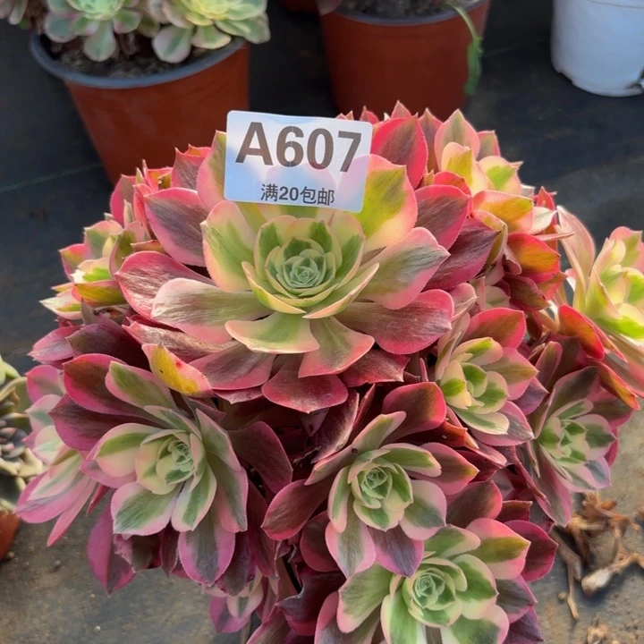 瑞妈多肉植物，607.