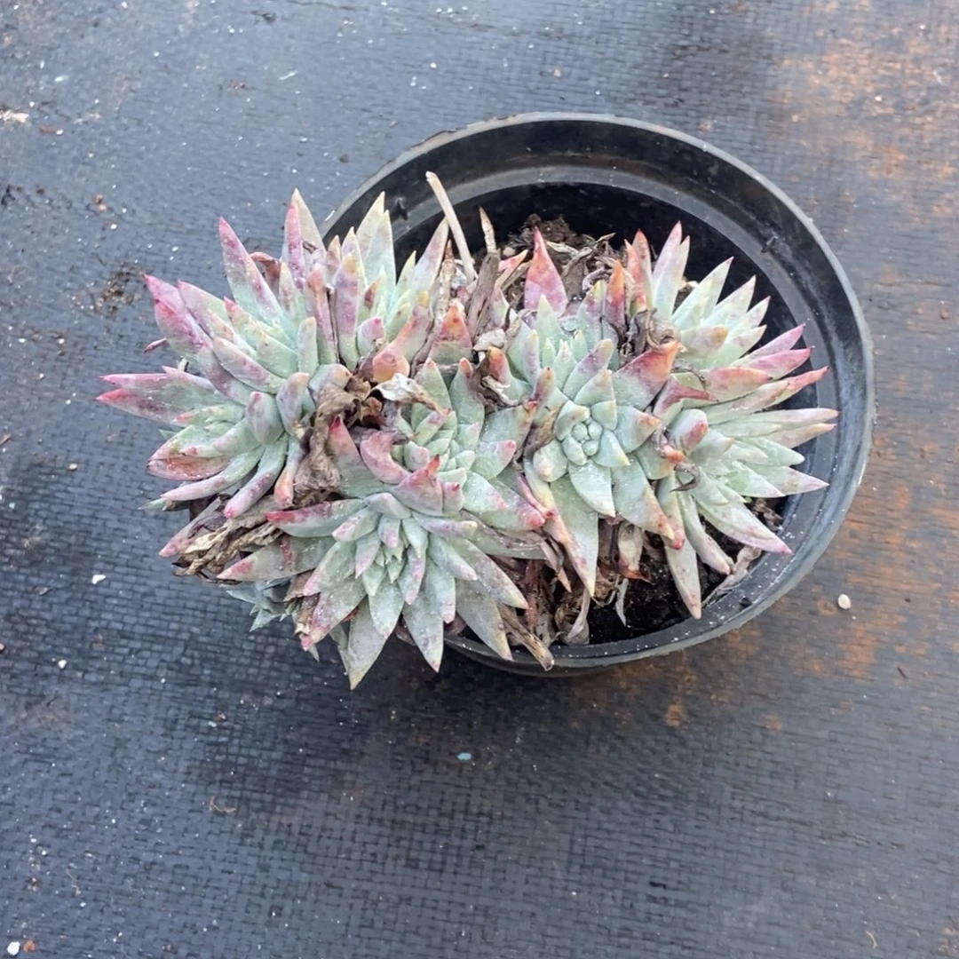 白雪多肉植物啦啦啦