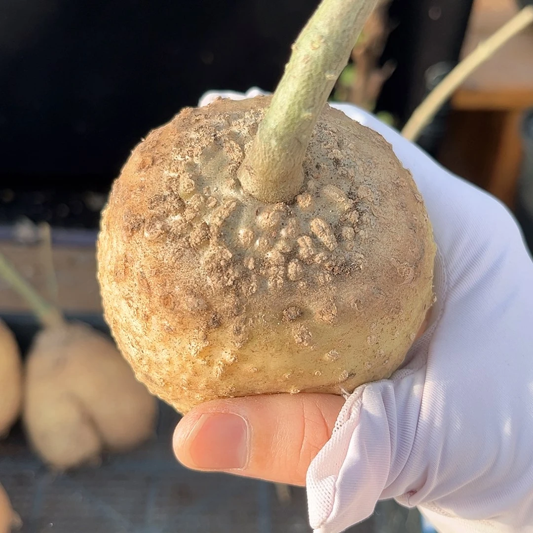 潮流植物火星人，7公分