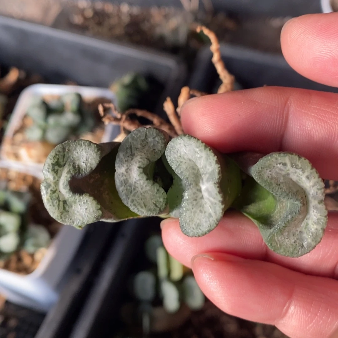 一颗实生牛逼玉扇