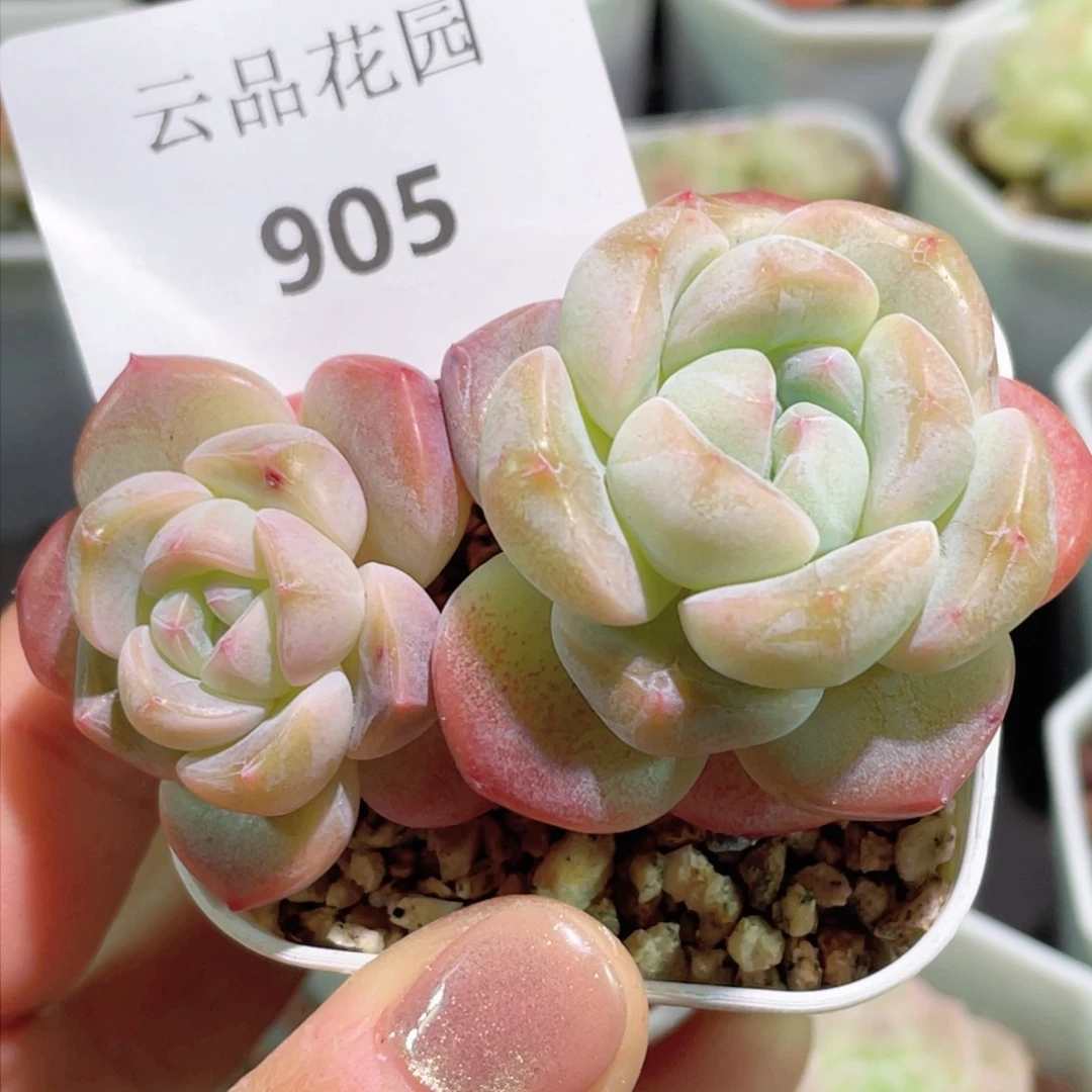 胡**ღ905号糖心冰心珍妮