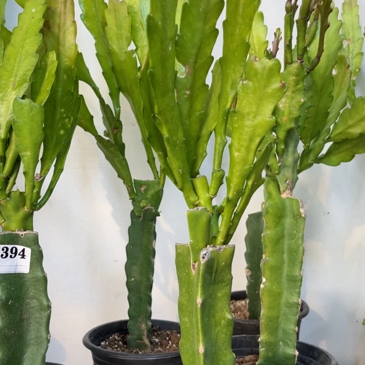 当前无花栽培后可以开花395