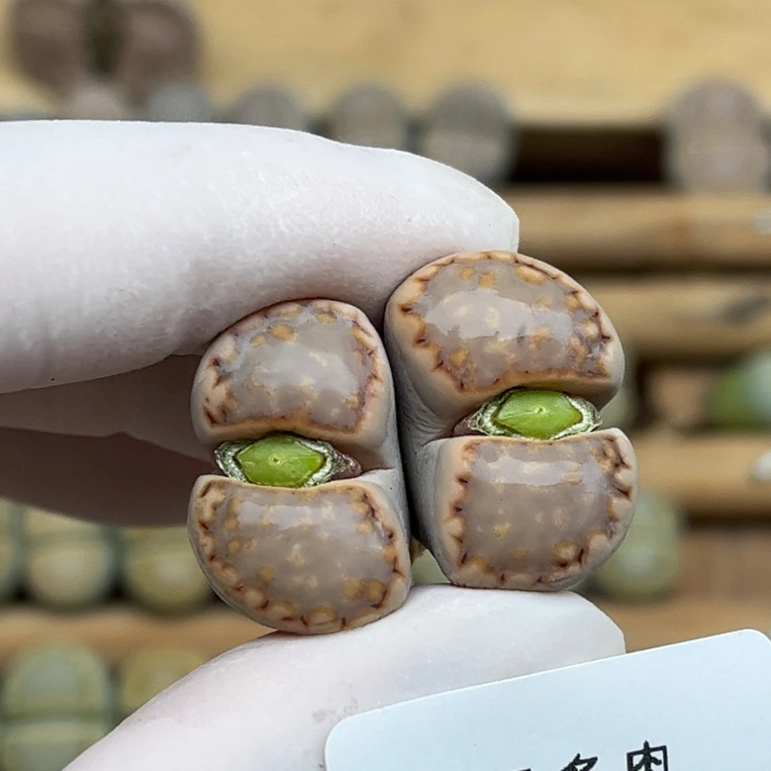 1947号一棵母本饼干双头