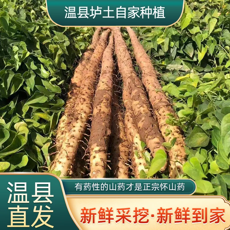 正宗河南焦作垆土温县新鲜铁棍山药怀山药香甜粉糯营养滋补