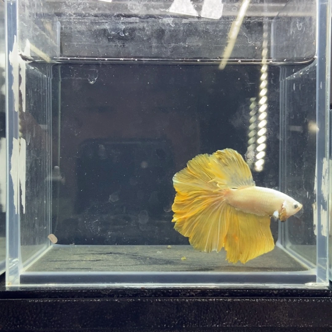 斗鱼包活不包损所见即所得041