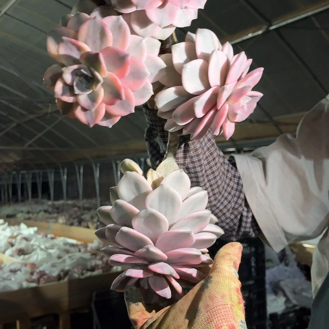 阿*多肉植物紫乐景63