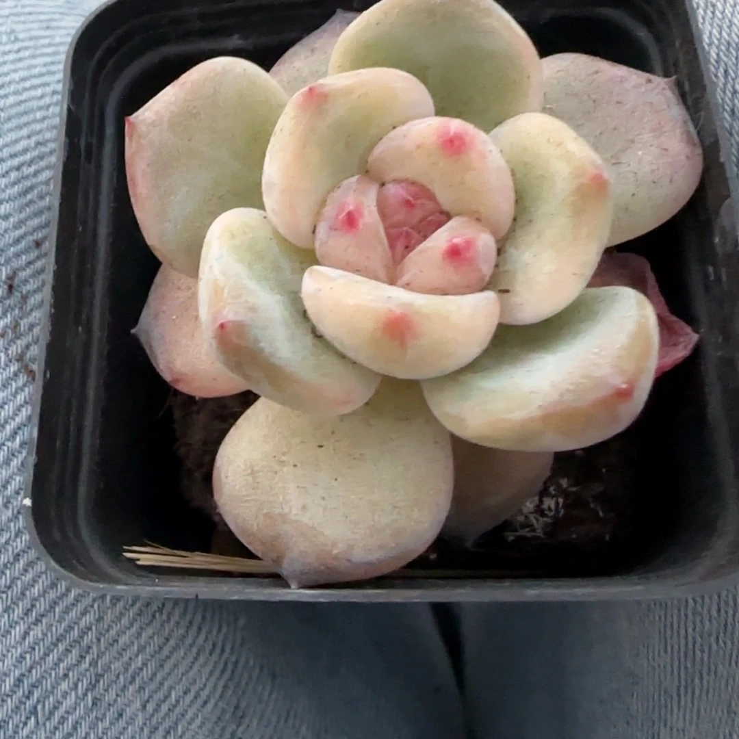 小卡拉米糖心一物一拍