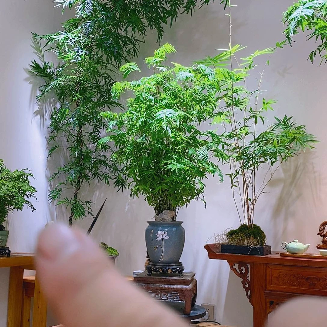 无花朵簕竹11111111111111111