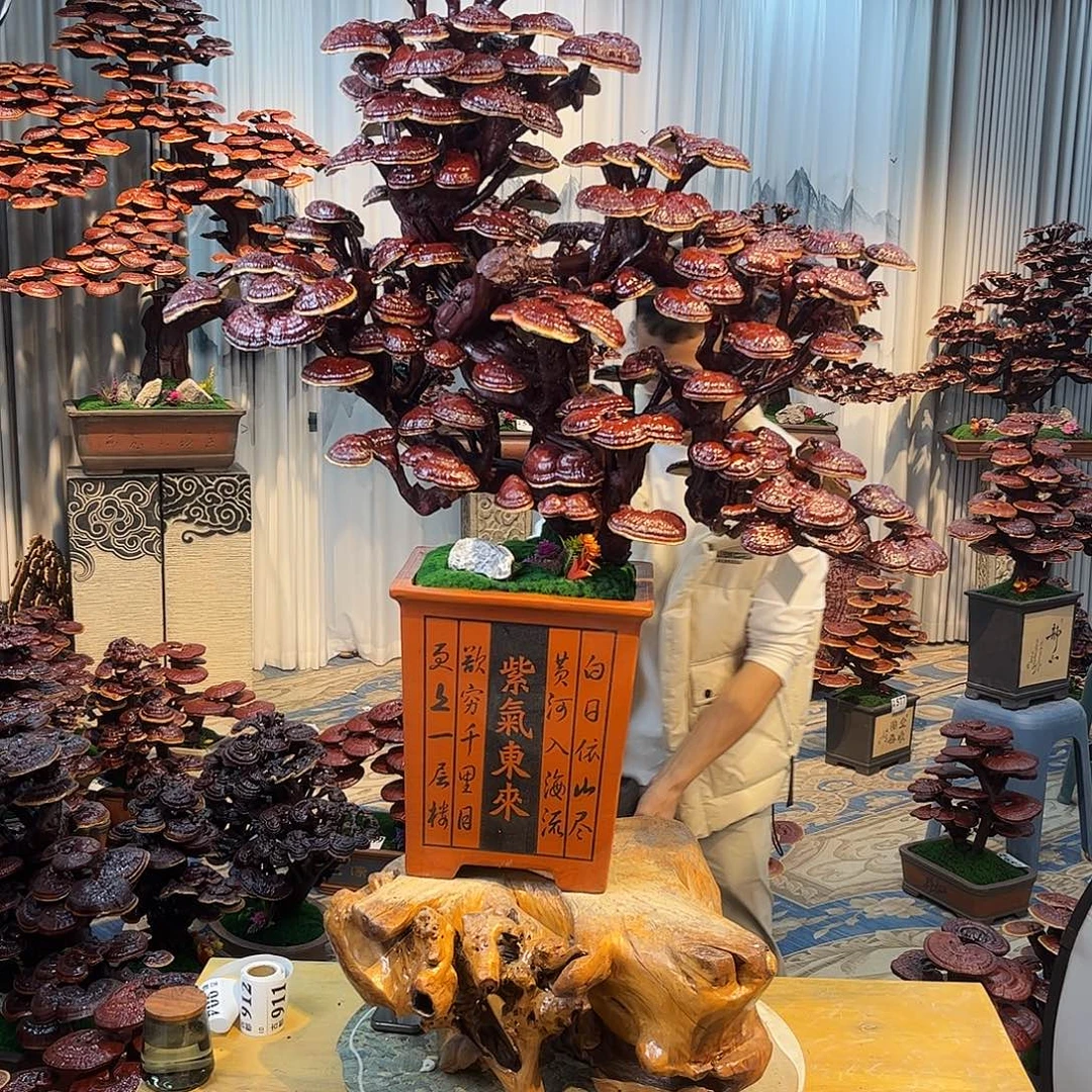 无花朵888888888888