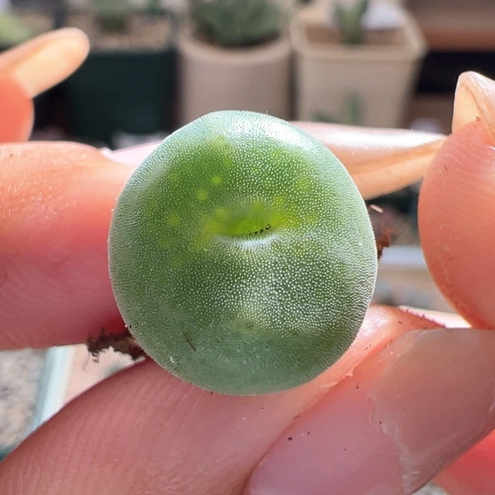 A775.  优选绿豆糕。  开播福利。