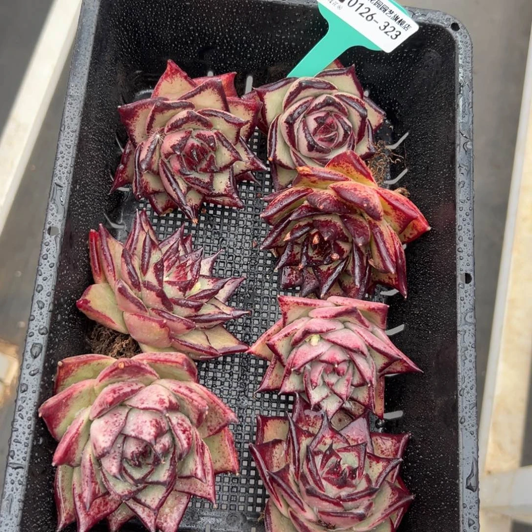 多肉一物一拍0126-323