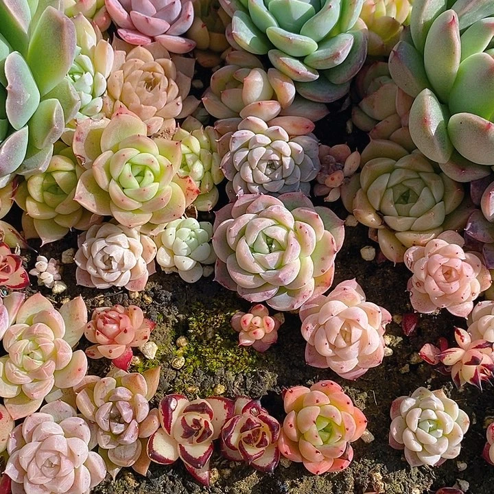 121 多肉植物盆栽花卉盆栽