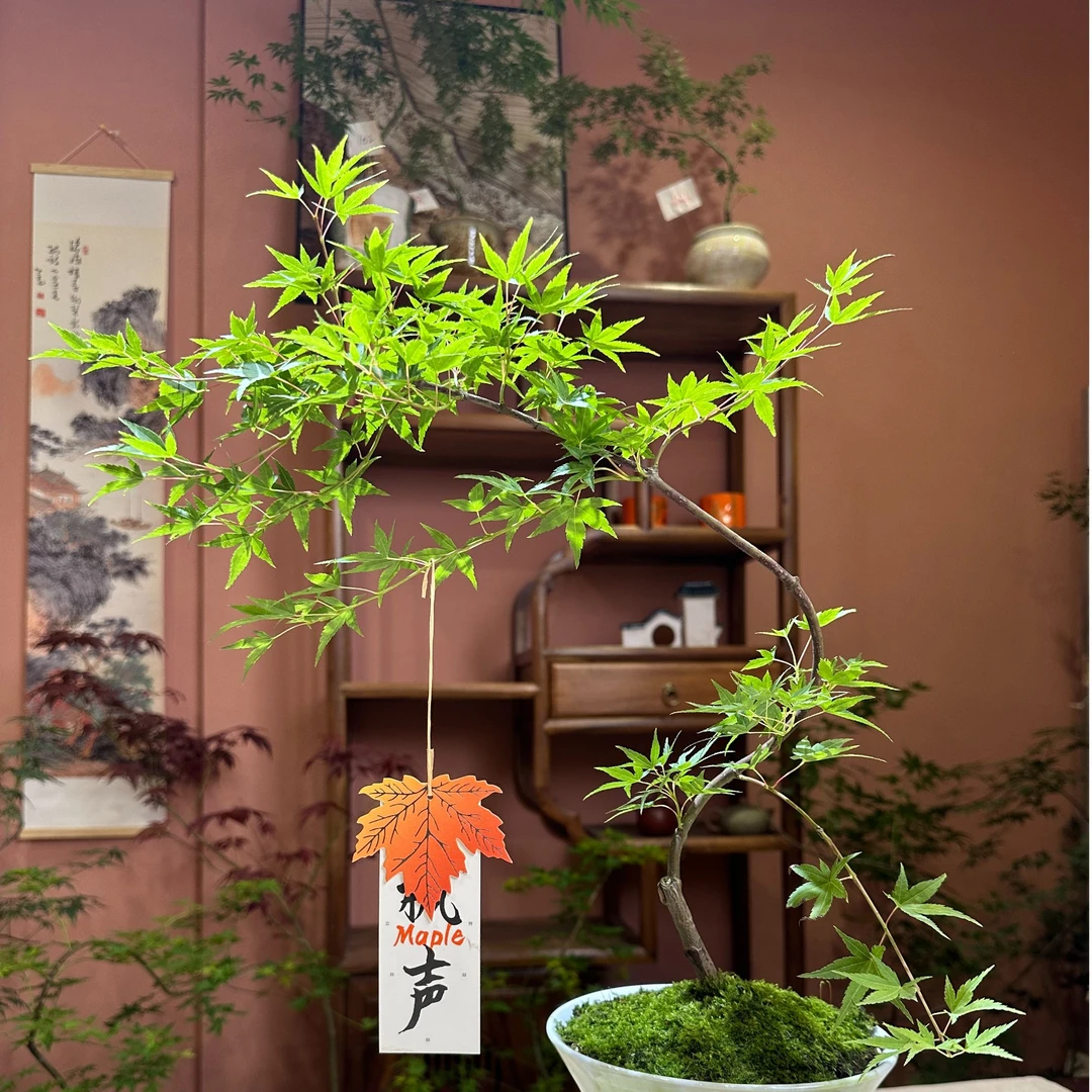 枫之炫枫树室内小带盆栽好养活观叶送礼造景摆件礼品