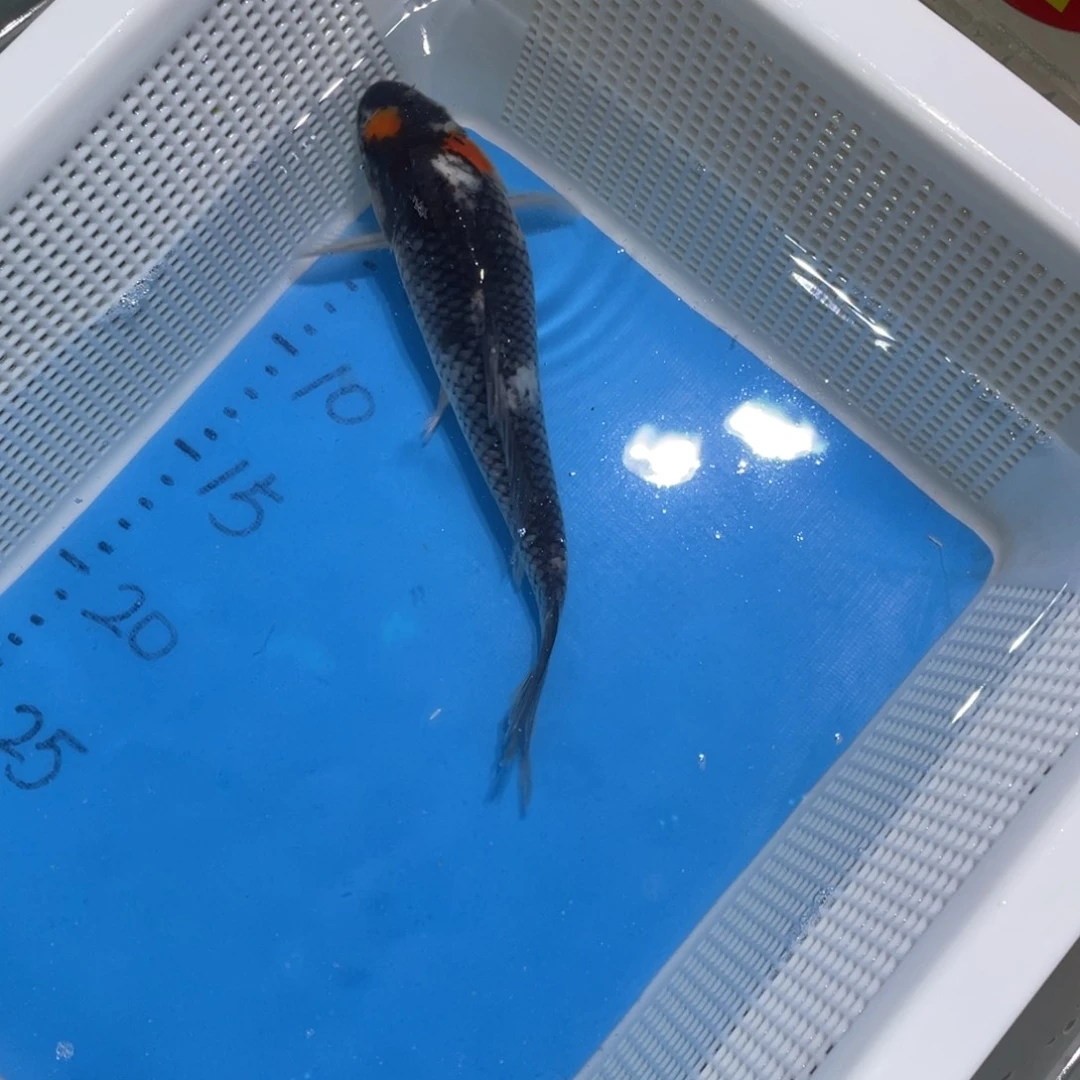 锦鲤锦鲤包邮包售后