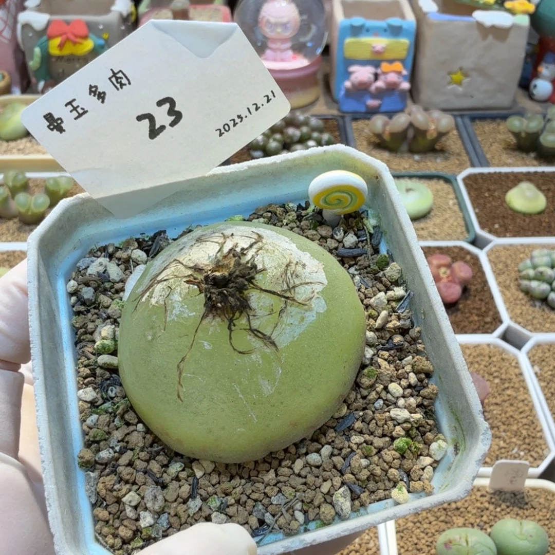 调***球多肉多肉多肉12.21-023