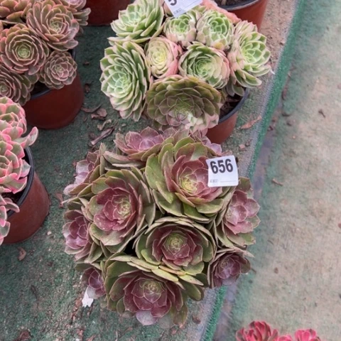 临***姨511海王，656红心万圣节