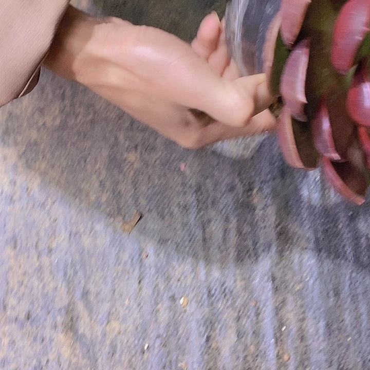 相****红灯多肉植物老桩