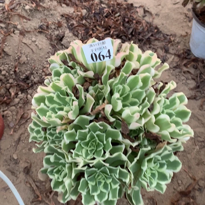 064雨花石绣球东