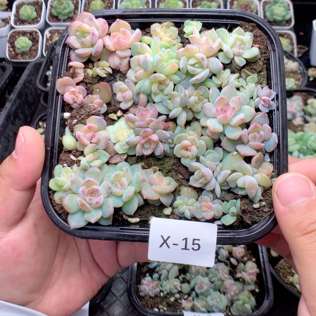 无花朵X15英语英语