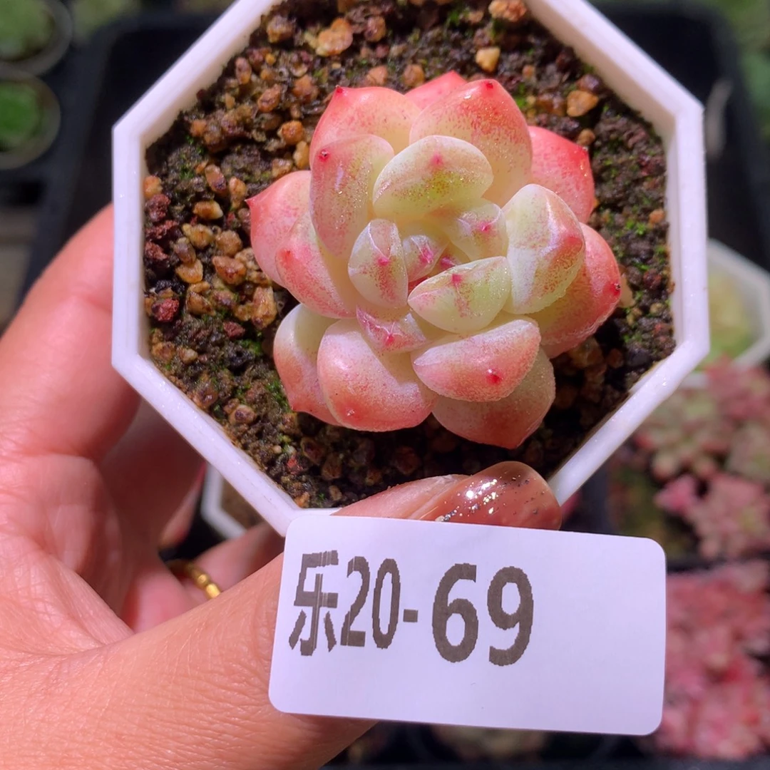 乐然20-69 精选糖心