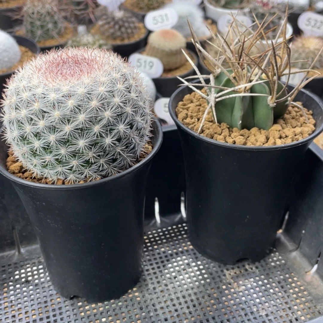 熊***大雪白丸      水牛大凤玉