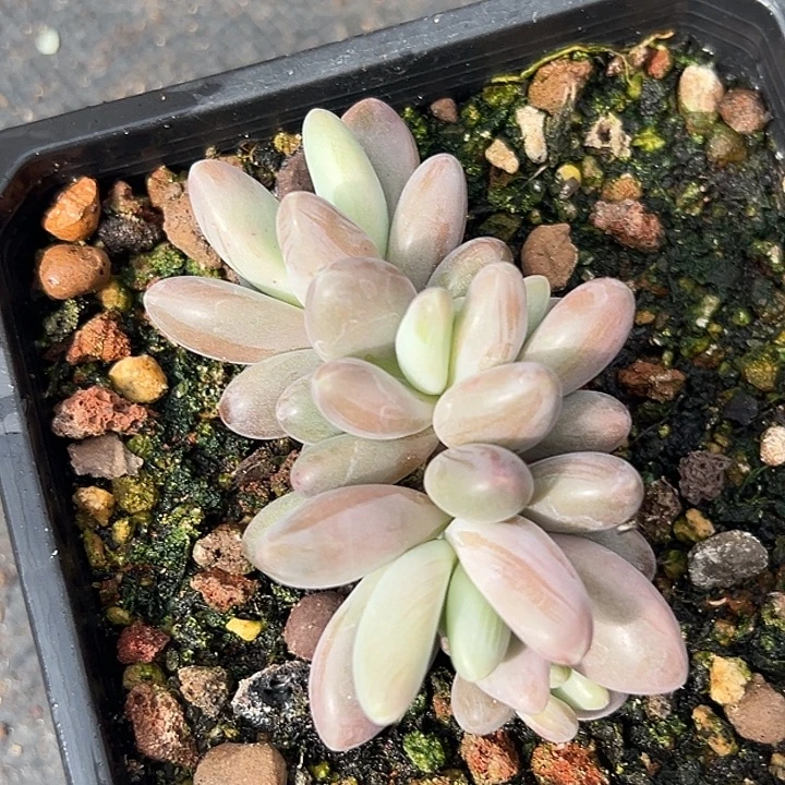 摩登美人特价一物