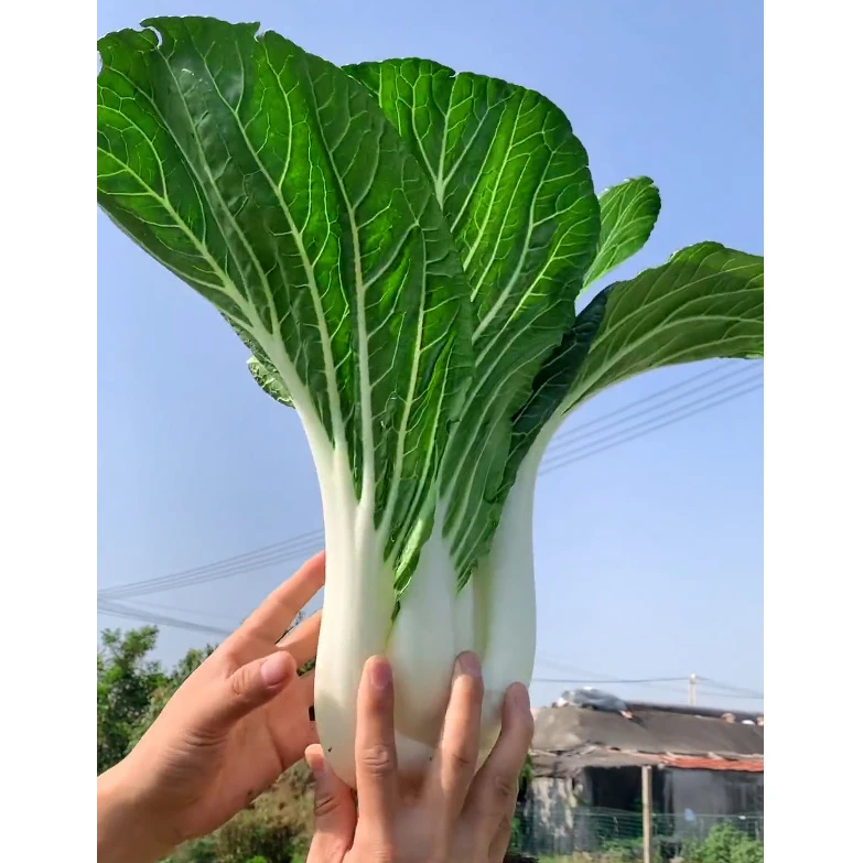 【天池白菜种子】家庭阳台小院盆栽地栽四季种植