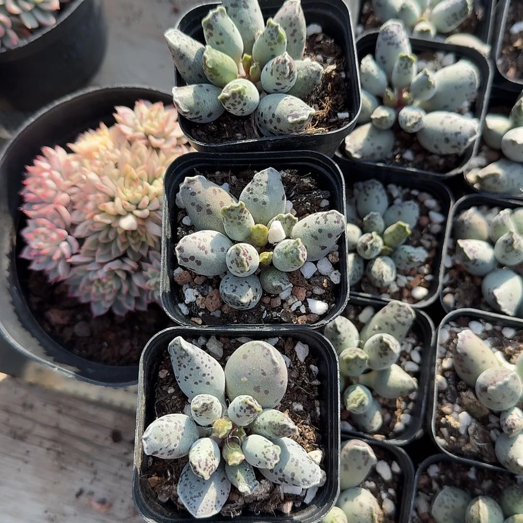 两颗海豹多肉植物