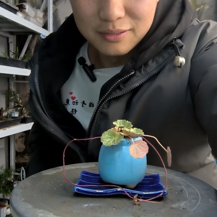 富**人小盆景小植物一物一拍275