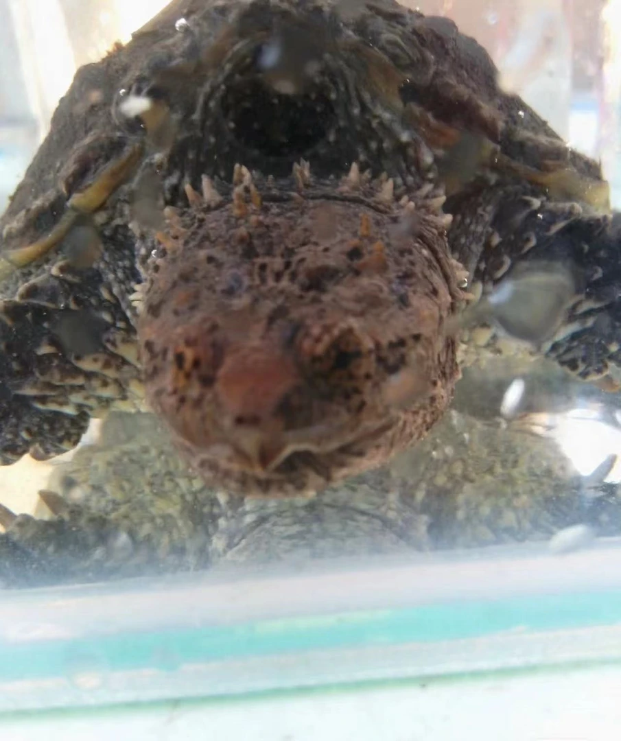 人工养殖宠物龟观赏龟直播