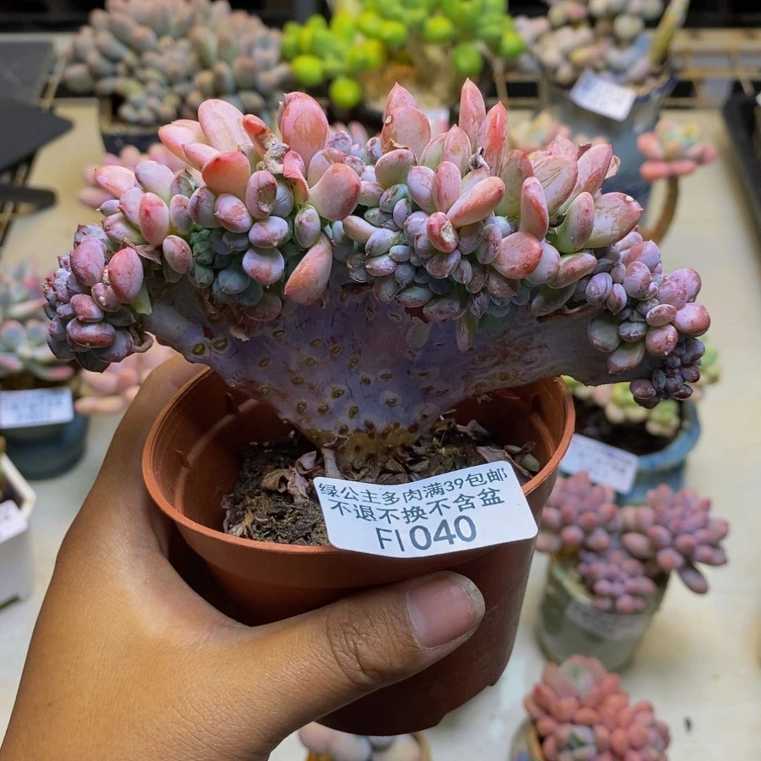 040玛瑙缀多肉10cm