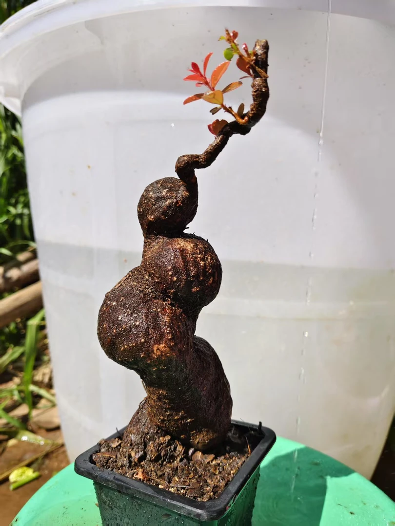 树萝卜  米叶红花五刺梅