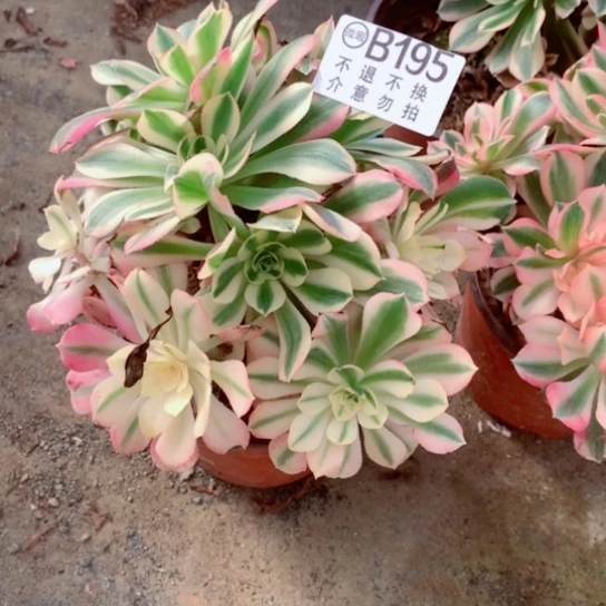 多肉植物 女巫195不包