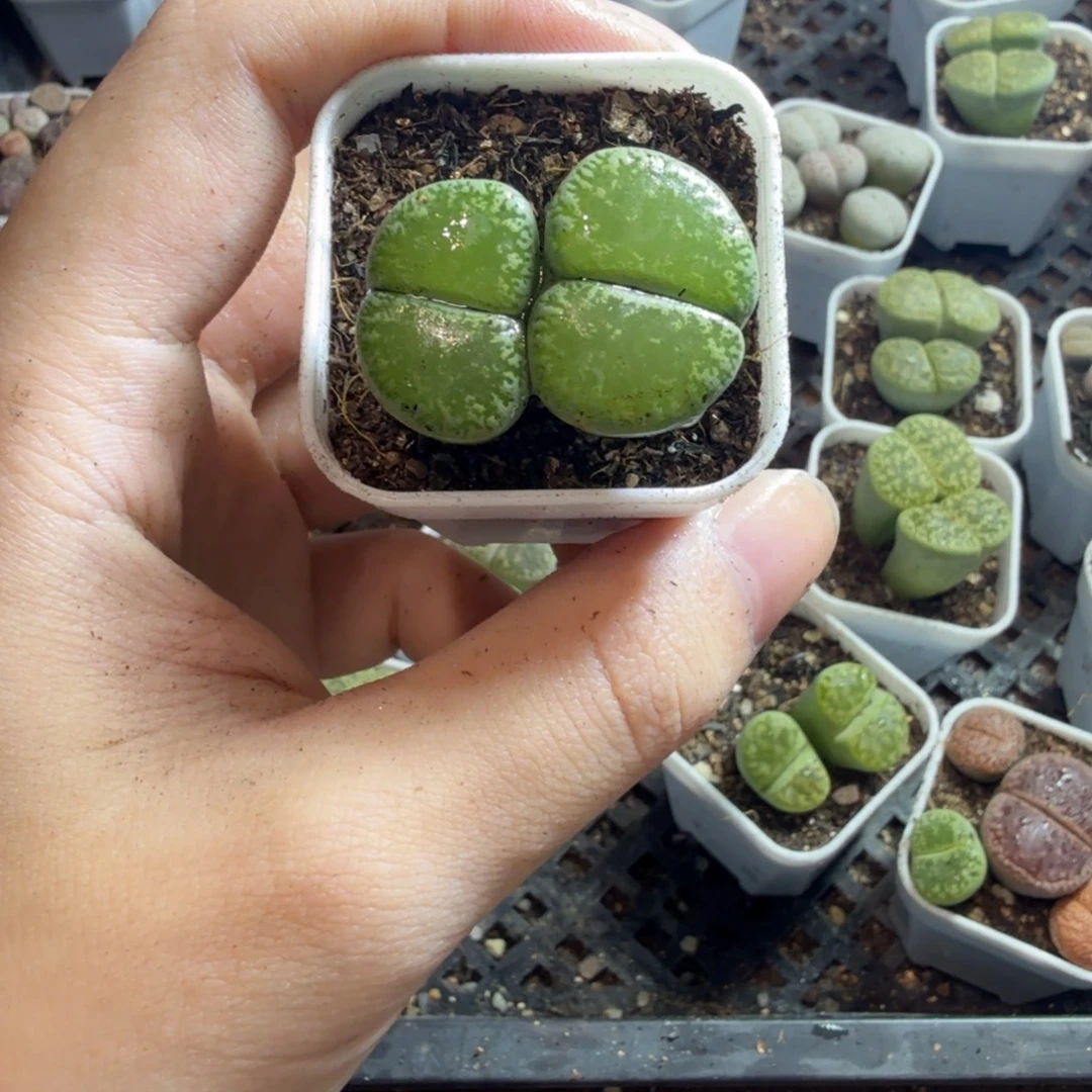 煋***空多肉植物的生长发育240