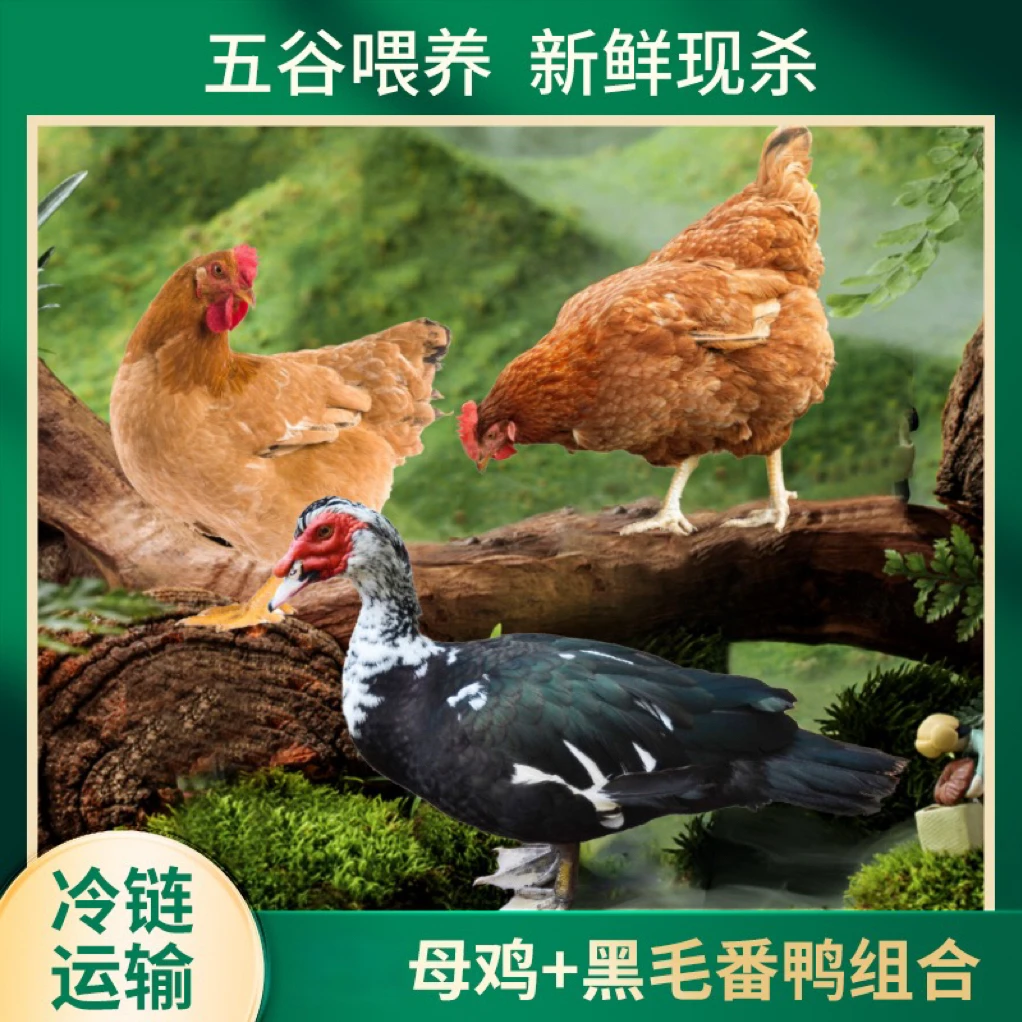 【大喜】3只3年黄油老母鸡+赠1只番鸭到手共4只总净重10-11斤
