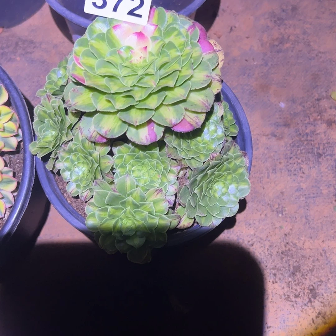 诗***生精品多肉植物372知否