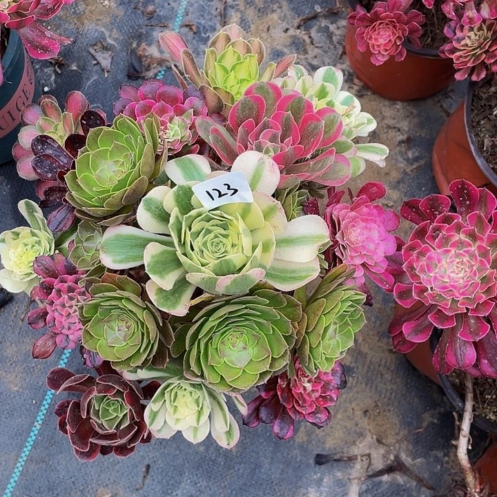 用***7架接00000000000000123