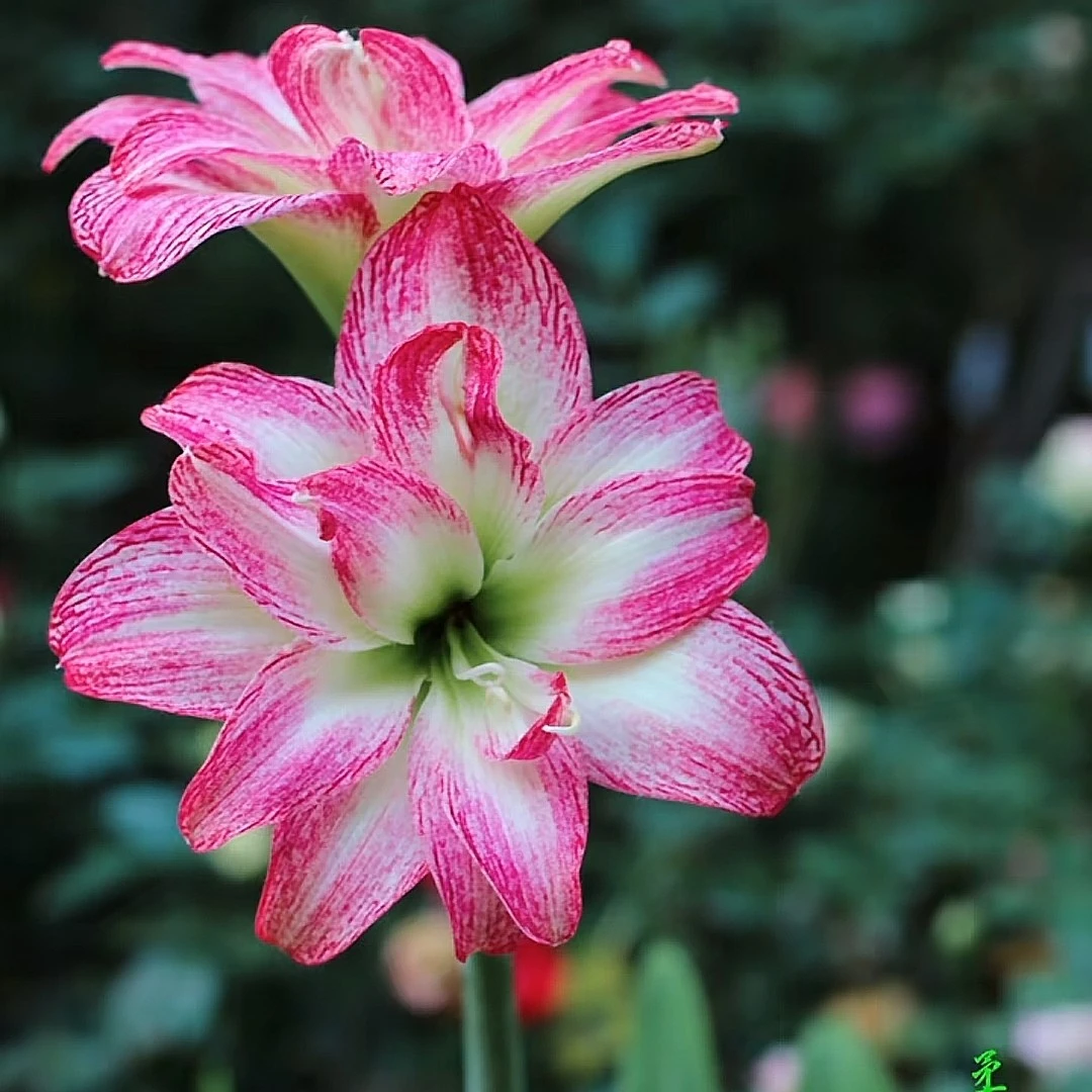 朱顶红-台朱柔情魅影6+2侧已开花对版，不包养护，包对版