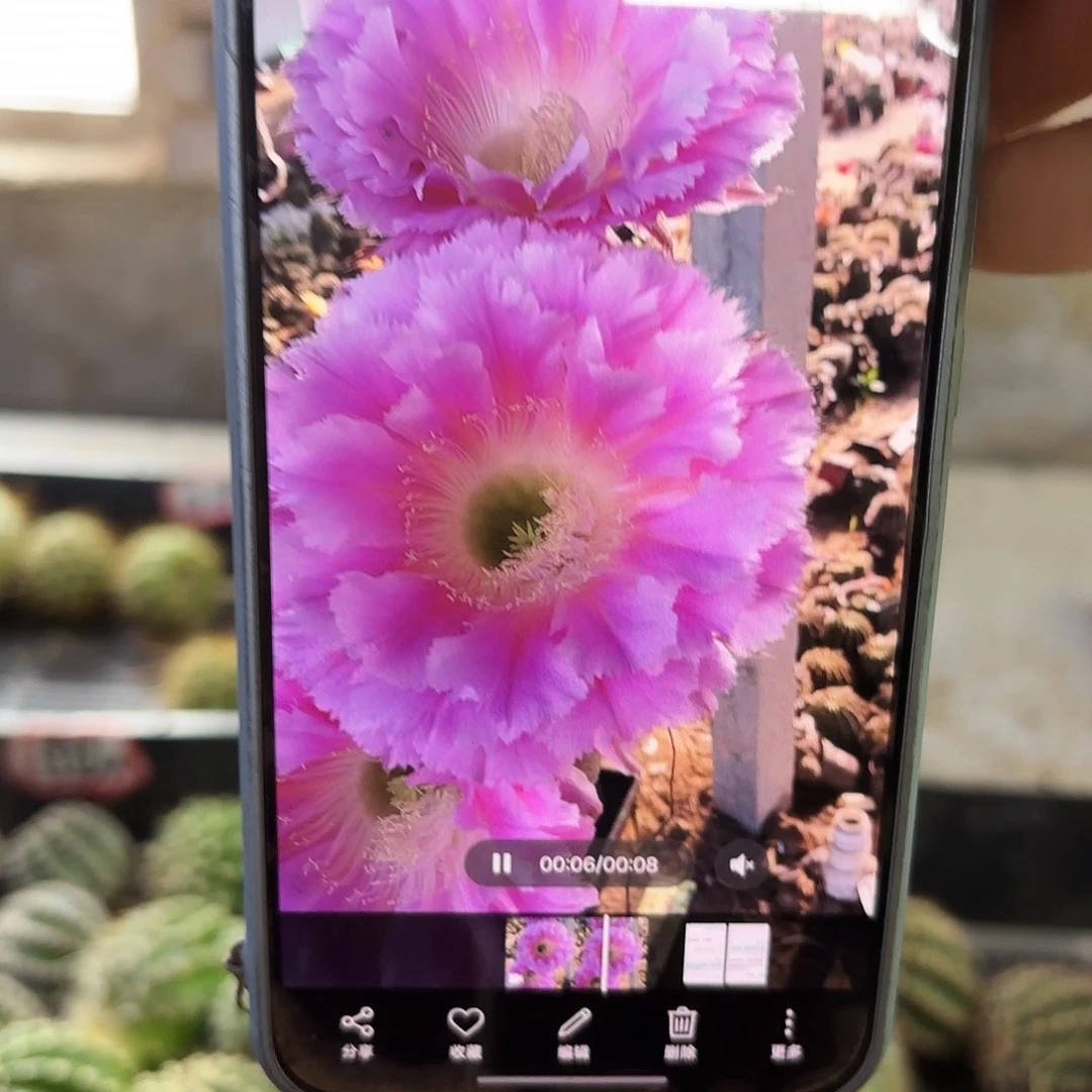 云端瑕痴无根侧牙高5公分