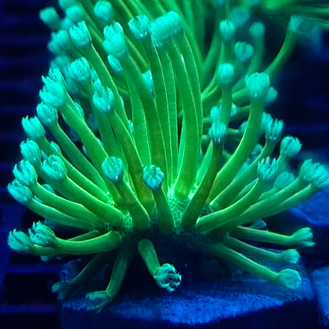 火皮皮革珊瑚新手试水lpsLps海水鱼缸活体珊瑚海缸生物易养活体