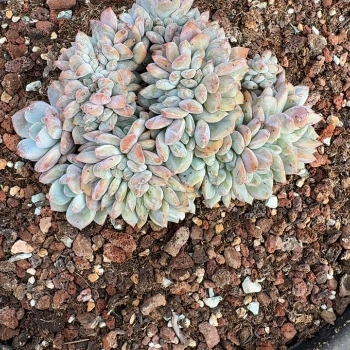 12厘米星影趴地缀