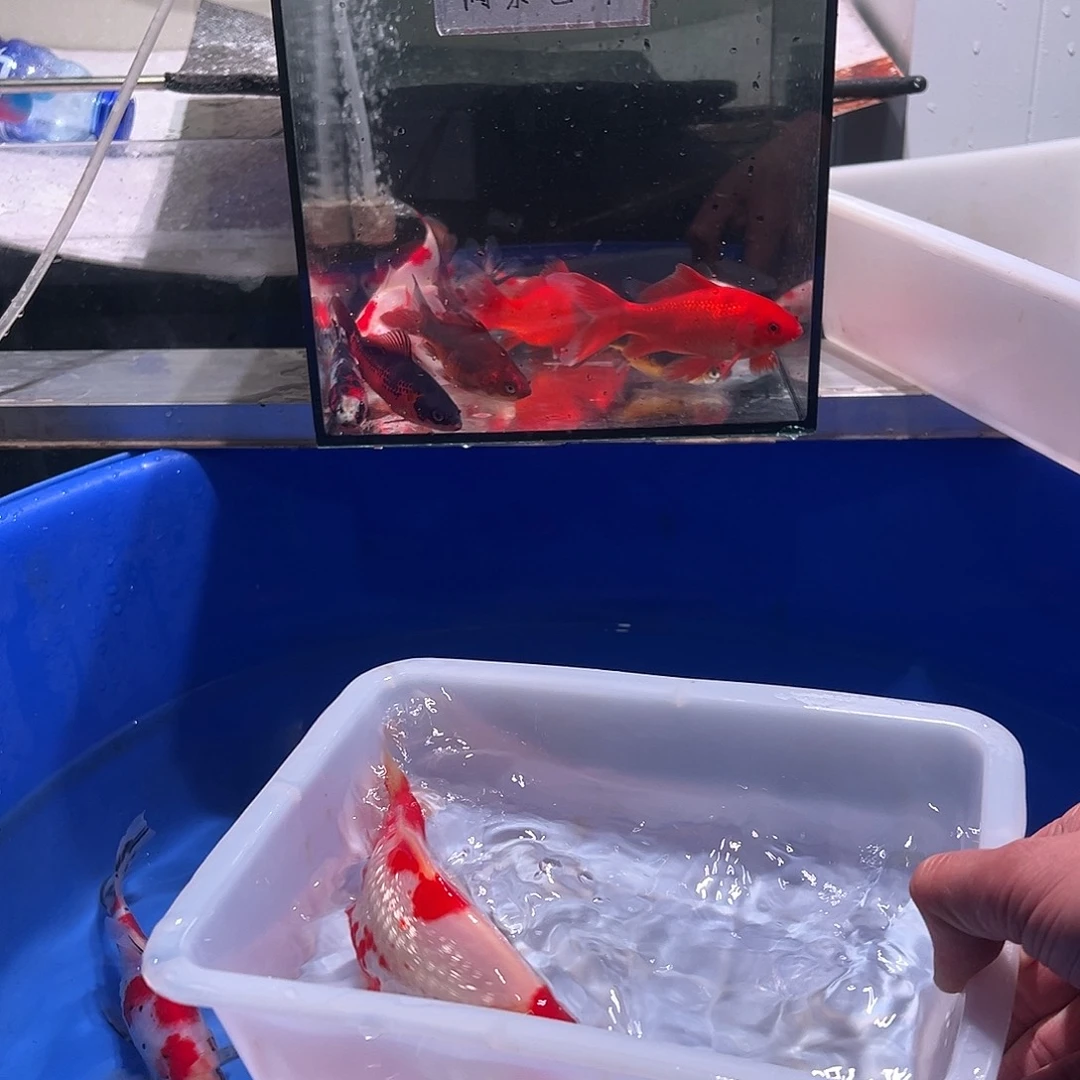 阡***風海水鱼观赏鱼福利多多啊