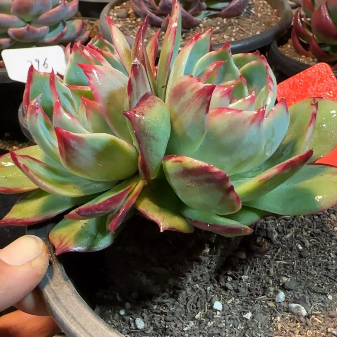 惊鸿一物一拍包装收缩花旱155